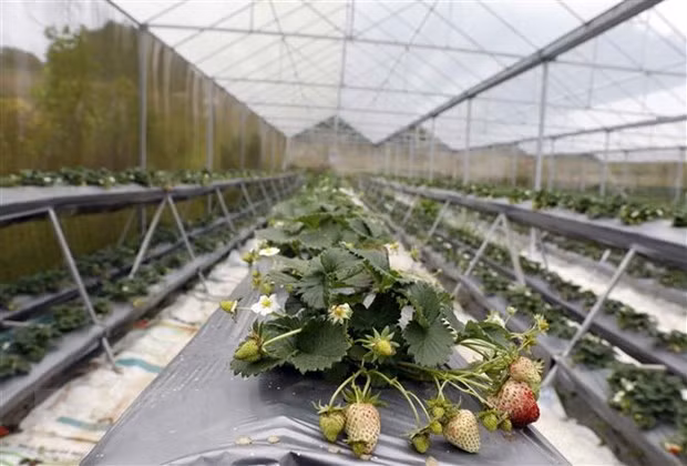 Sector agrícola de Vietnam trabaja por lograr metas trazadas para 2022 ảnh 2