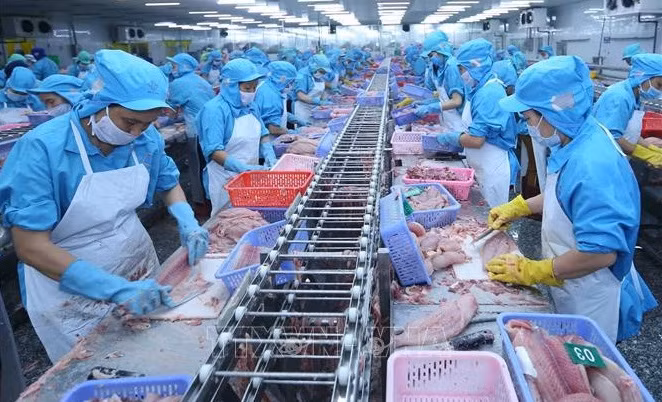 Vietnam registra repunte en exportaciones de pangasius ảnh 1