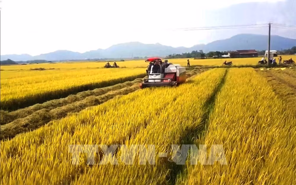 Sector agrícola de Vietnam trabaja por lograr metas trazadas para 2022 ảnh 1