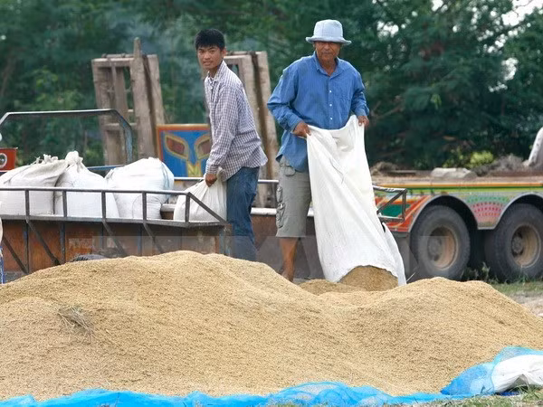 Disminuyen exportaciones arroceras de Camboya ảnh 1 Disminuyen exportaciones arroceras de Camboya ảnh 1
