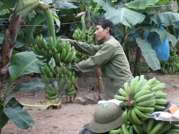 Desarrollo del cultivo de plátano tabasco ảnh 1