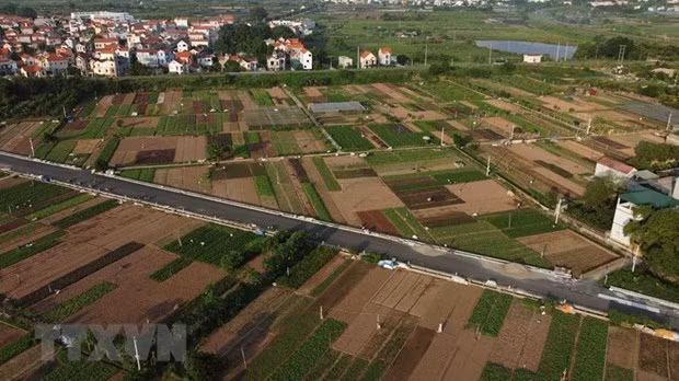 Hanoi promueve áreas agrícolas especializadas ảnh 1