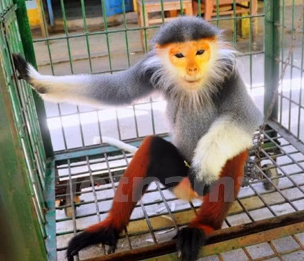 Entregan primate en peligro de extinción al Parque Nacional de Cuc Phuong ảnh 1