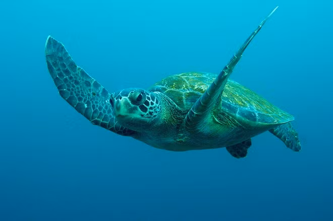 Vietnam: Liberan a tortuga marina en peligro de extinción ảnh 1