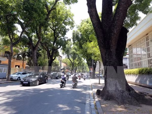 Hanoi prioriza la plantación de árboles ảnh 1 Hanoi prioriza la plantación de árboles ảnh 1