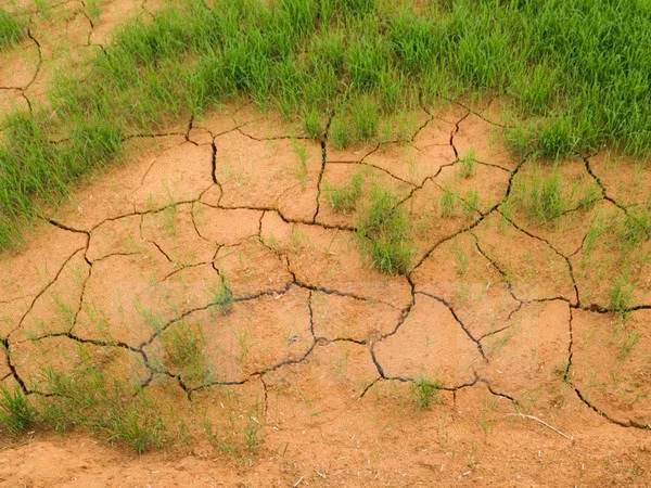 Vietnam implementará 24 proyectos en respuesta al cambio climático en Delta del Mekong ảnh 1