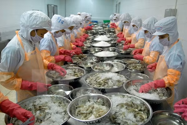 Estados Unidos rescinde parte de impuestos antidumping sobre camarones de Vietnam ảnh 1