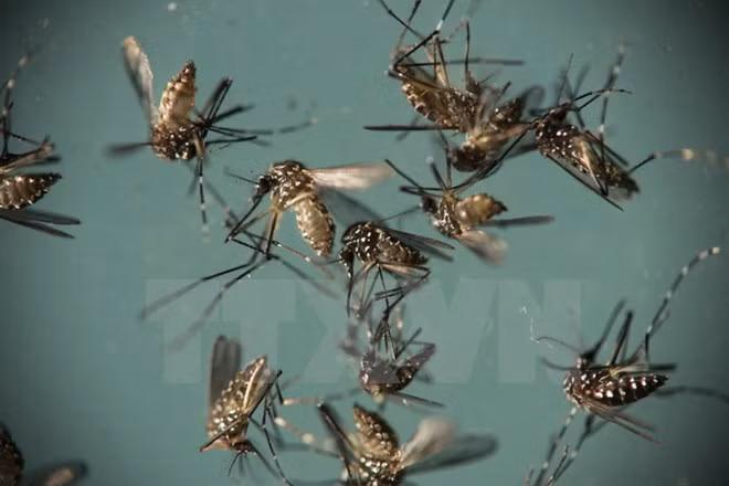 Ninh Binh refuerza medidas preventivas contra dengue ảnh 1 Ninh Binh refuerza medidas preventivas contra dengue ảnh 1