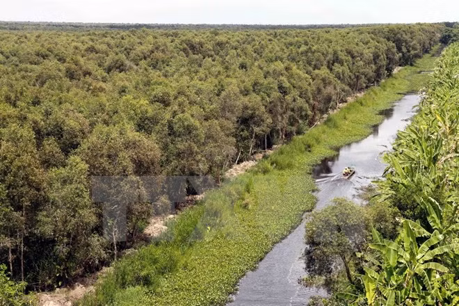 Vietnam promueve el desarrollo sostenible de los bosques ảnh 1 Vietnam promueve el desarrollo sostenible de los bosques ảnh 1