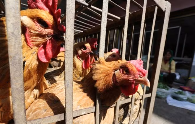 Filipinas confirma cepa de virus H5N6 en isla de Luzón ảnh 1