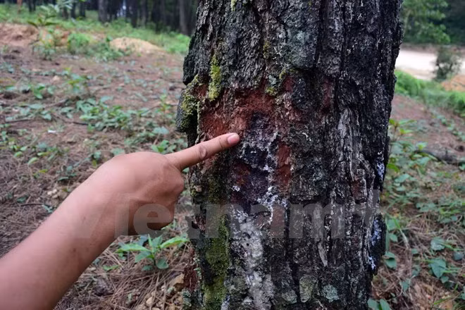 Vietnam se esfuerza para proteger variedades de plantas raras ảnh 1