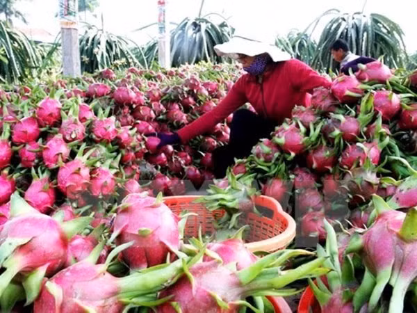  Vietnam busca exportar más verduras y frutas a China ảnh 1