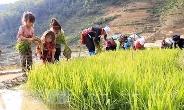 Vietnam refuerza lucha contra riesgos de trabajo infantil a causa de COVID-19 ảnh 1