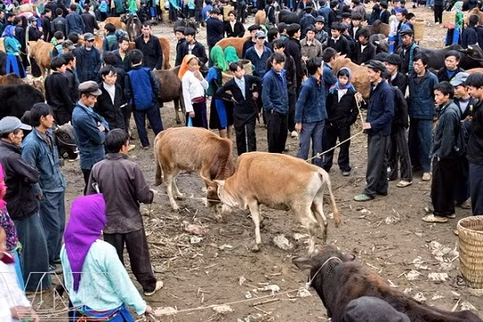 Mercado ganadero en Ha Giang ảnh 2