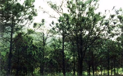 Parque Bai Tu Long, tesoro natural de Vietnam ảnh 1