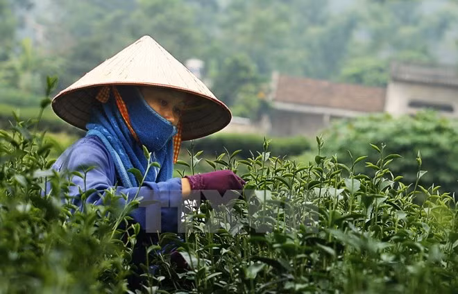 Sudcorea ofrece asistencia a Vietnam en cultivo de té ảnh 1