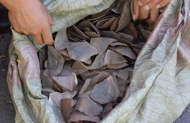 Decomisan lotes con escamas de pangolín en aeropuerto vietnamita ảnh 1