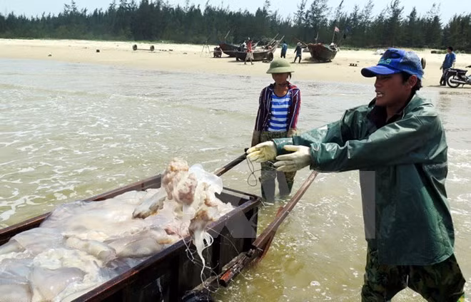 Thua Thien- Hue avanza en resarcimiento a afectados por incidente ambiental ảnh 1