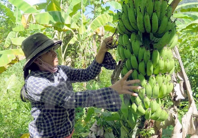 Vietnam exporta plátano a Dubái ảnh 1