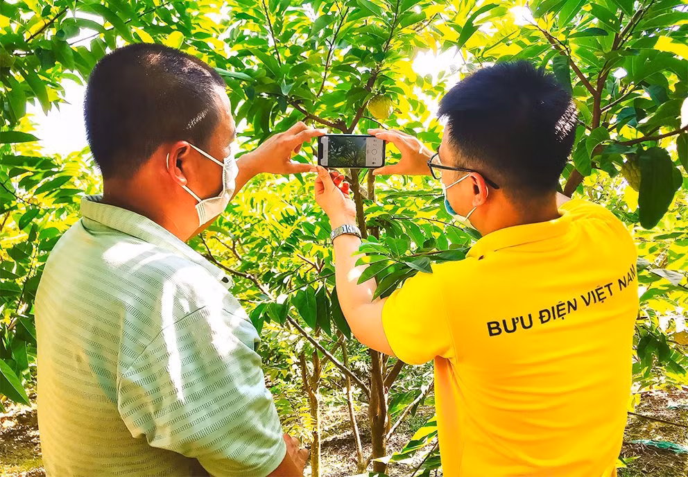 Conectarán 7,5 millones de hogares agrícolas vietnamitas a comercio electrónico ảnh 2