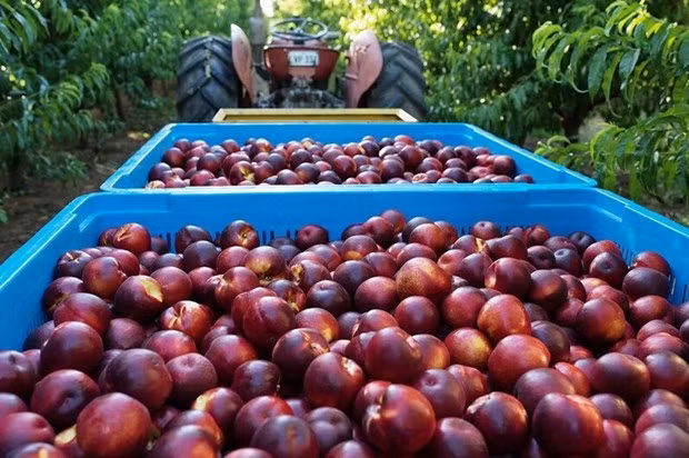 Australia exportará duraznos y nectarinas a Vietnam ảnh 1
