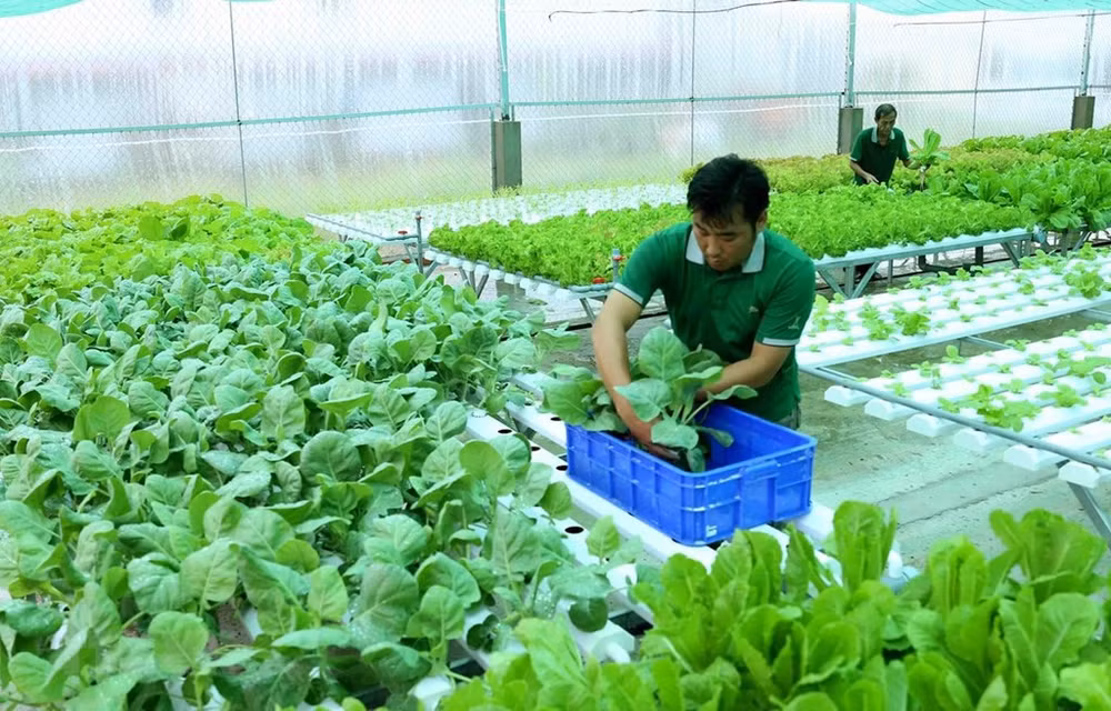 Aprueban Estrategia de agricultura y desarrollo rural sostenible de Vietnam para 2021-2030, con visión hasta 2050 ảnh 2