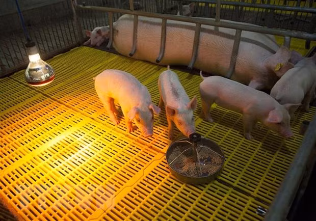 Exportación de vacuna vietnamita contra PPA acapara atención de medios surcoreanos ảnh 1