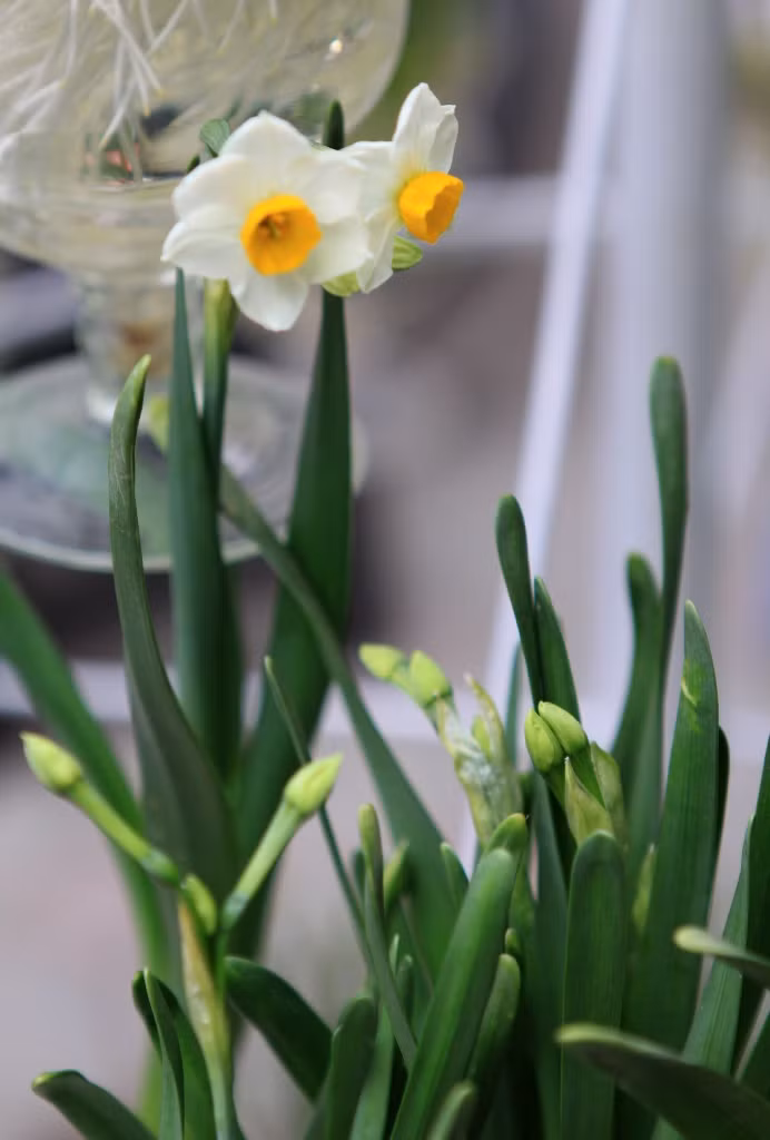 Habitantes de Hanoi mantienen costumbre de cuidar narcisos en el Tet ảnh 2