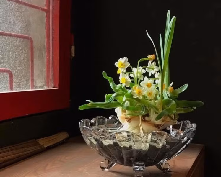 Habitantes de Hanoi mantienen costumbre de cuidar narcisos en el Tet ảnh 1
