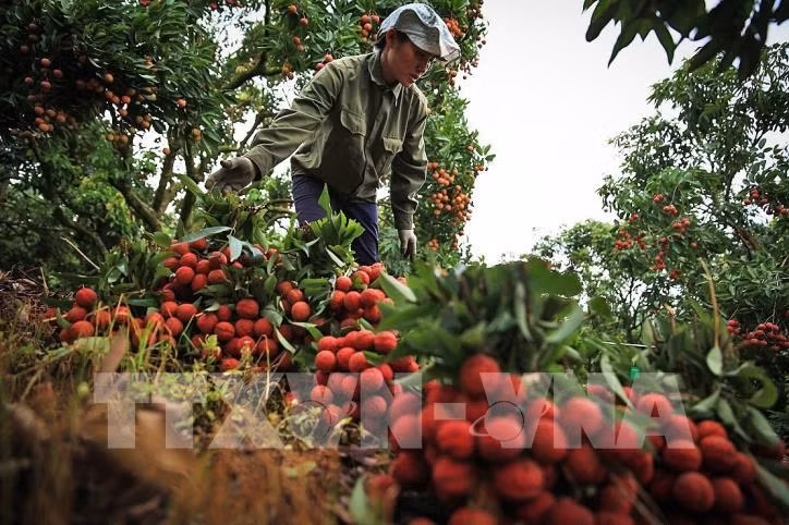 Exportará Vietnam primer lote de lichi fresco a Japón ảnh 1 Exportará Vietnam primer lote de lichi fresco a Japón ảnh 1