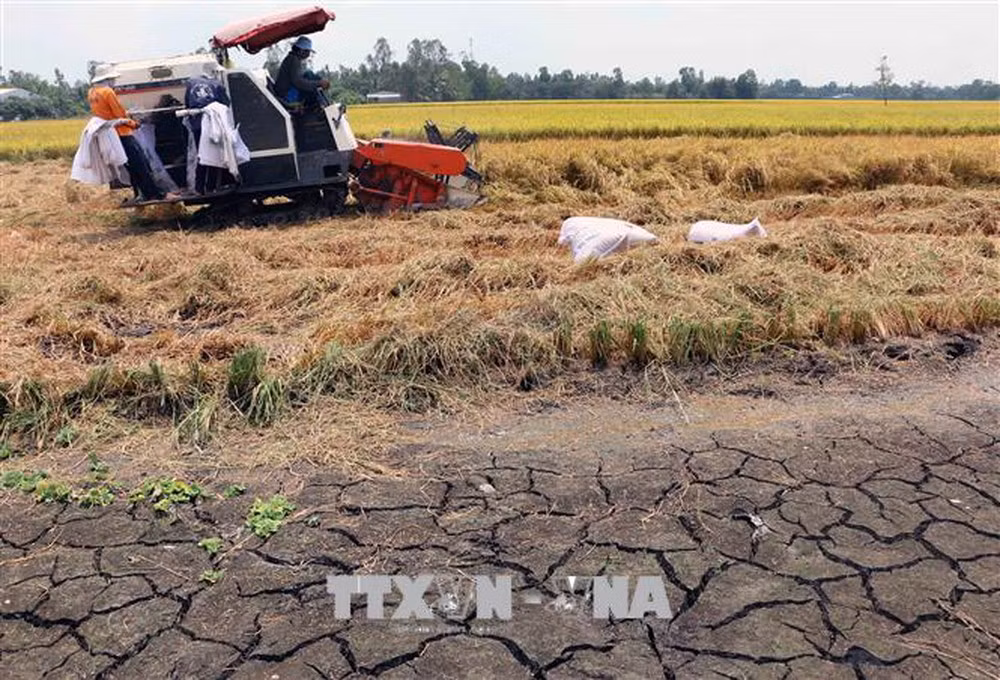Reciben provincias del Delta Mekong asistencia para hacer frente a la sequía ảnh 1