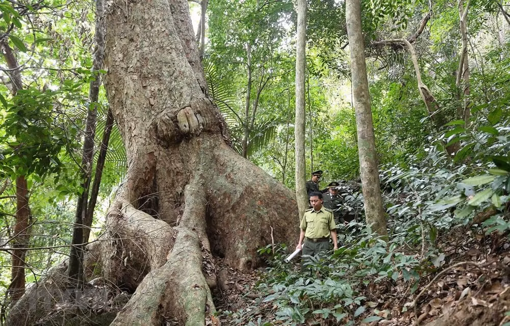 Aumenta cobertura forestal de Vietnam ảnh 1