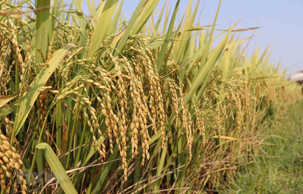 Premier vietnamita da el visto bueno para reanudar exportación de arroz ảnh 1