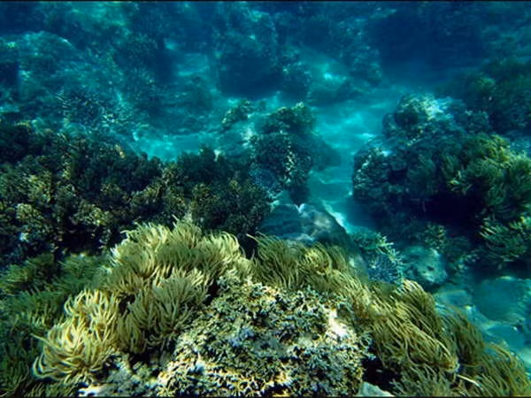Buscan recuperar coral mediante arrecifes artificiales en costa de Vietnam ảnh 1 Buscan recuperar coral mediante arrecifes artificiales en costa de Vietnam ảnh 1