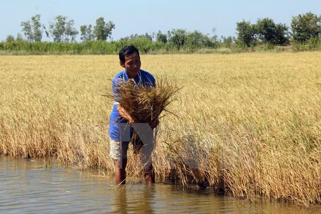 Laos impulsa producción de arroz de alta calidad ảnh 1 Laos impulsa producción de arroz de alta calidad ảnh 1