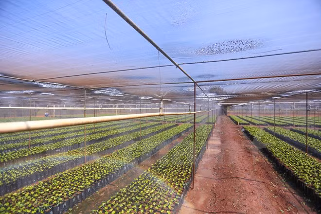 Invertirán cerca de cuatro mil millones de dólares en región altiplánica de Vietnam ảnh 1