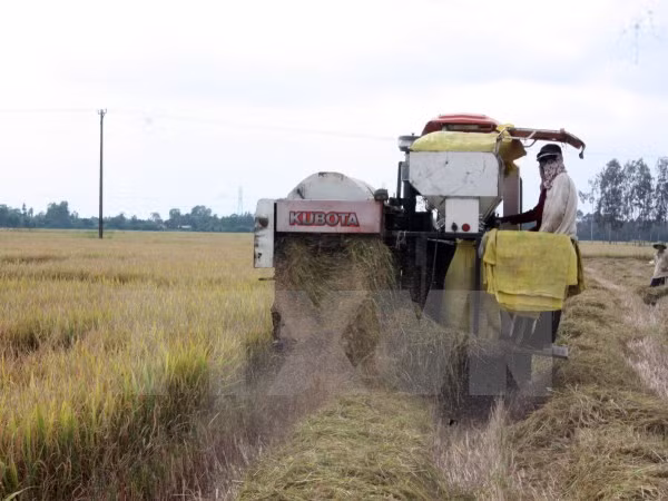 Exportaciones de arroz de Vietnam disminuyen en primer trimestre de 2017 ảnh 1 Exportaciones de arroz de Vietnam disminuyen en primer trimestre de 2017 ảnh 1