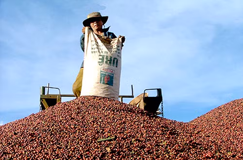 Registran leve aumento de exportaciones agroforestales de Vietnam ảnh 1 Registran leve aumento de exportaciones agroforestales de Vietnam ảnh 1