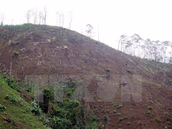 Inician procedimiento legal ante decenas de casos de deforestación en Vietnam ảnh 1