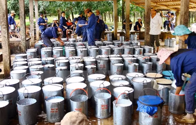 Exportaciones vietnamitas de caucho crecen en primeros meses de 2017 ảnh 1