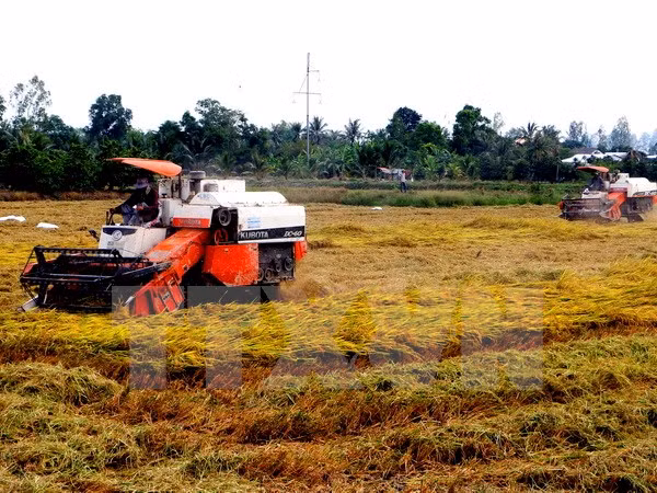 Productos de arroz orgánicos de Vietnam gozan de preferencia en mercado de EE.UU. ảnh 1