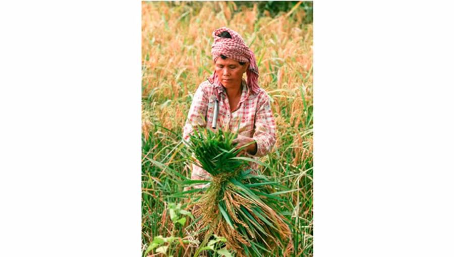 Camboya prohíbe importación de pesticida Tricyclazole a petición de UE ảnh 1 Camboya prohíbe importación de pesticida Tricyclazole a petición de UE ảnh 1