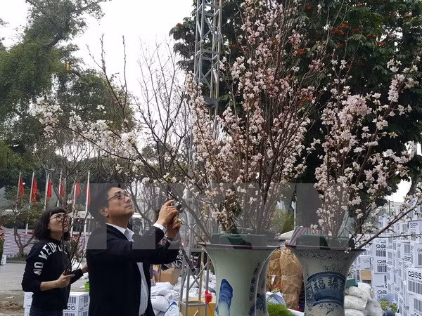 Amor a flores, hilo que enlaza a pueblos de Vietnam y Japón ảnh 1