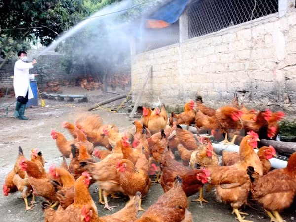Registran nuevo brote de gripe aviar A/H5N6 en provincia vietnamita ảnh 1 Registran nuevo brote de gripe aviar A/H5N6 en provincia vietnamita ảnh 1