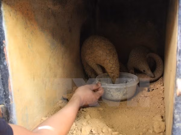 Rescatan veintidós pangolines en Ninh Binh ảnh 1