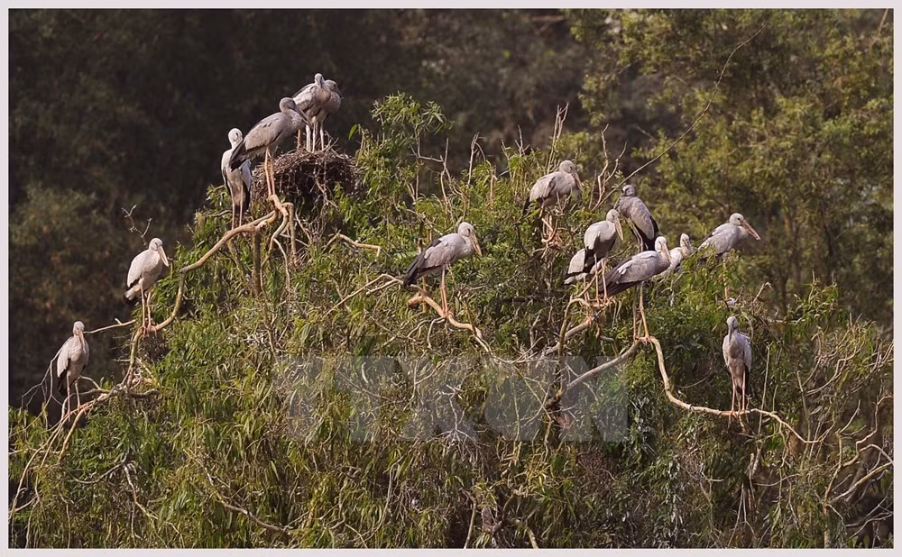 Aves preciosas en Indonesia enfrentan peligro de extinción ảnh 1