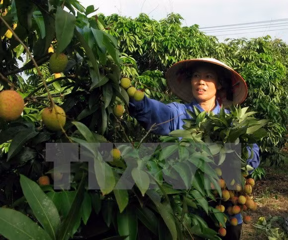 Destacan en Vietnam rol de Pymes a cadenas de suministro de alimentos ảnh 1 Destacan en Vietnam rol de Pymes a cadenas de suministro de alimentos ảnh 1