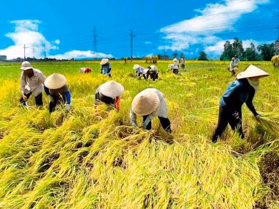 TPP genera oportunidades y retos para empresas del delta de Mekong ảnh 1