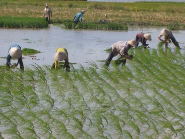 Vietnam experimenta producción arrocera con alta tecnología de Japón ảnh 1