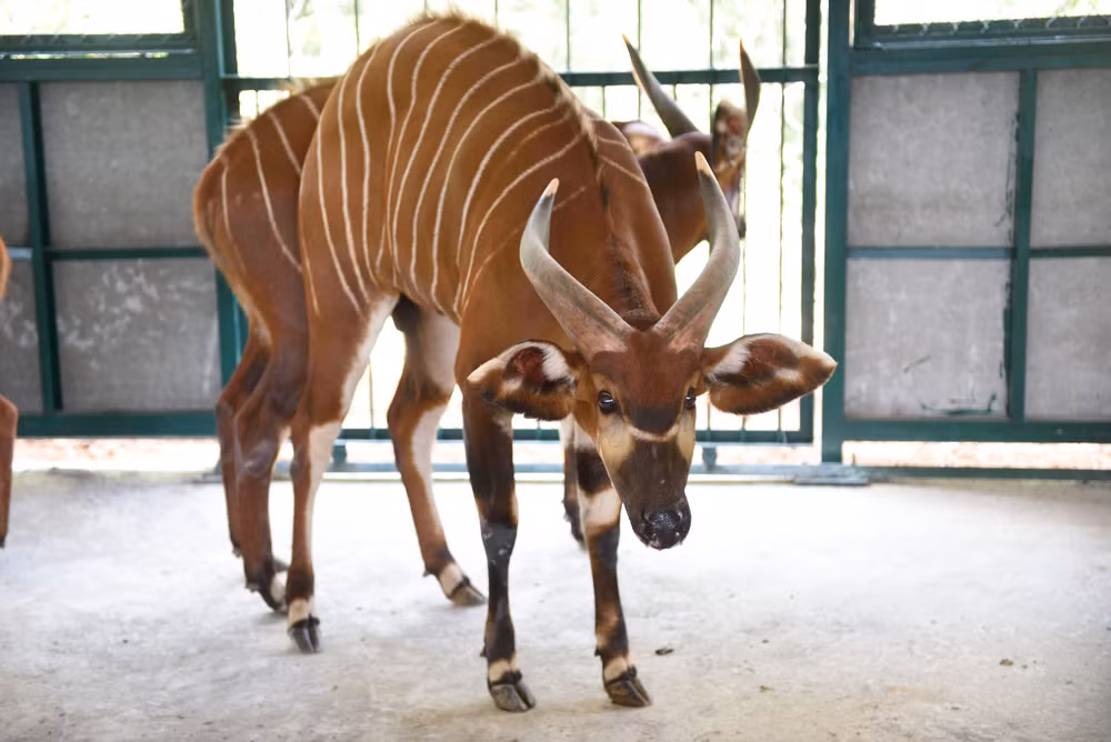 Vietnam tiene su primer parque Safari zoológico ảnh 2